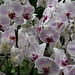 Field of Orchids