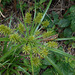 DSCN1358 - gafanhoto em  Cyperus hermaphroditus, Cyperaceae