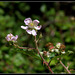 Rubus fruticosus (2)