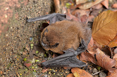 Pipistrelle Bat (1)  /  Sept 2017