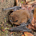 Pipistrelle Bat (1)  /  Sept 2017
