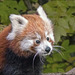 Portrait Red Panda