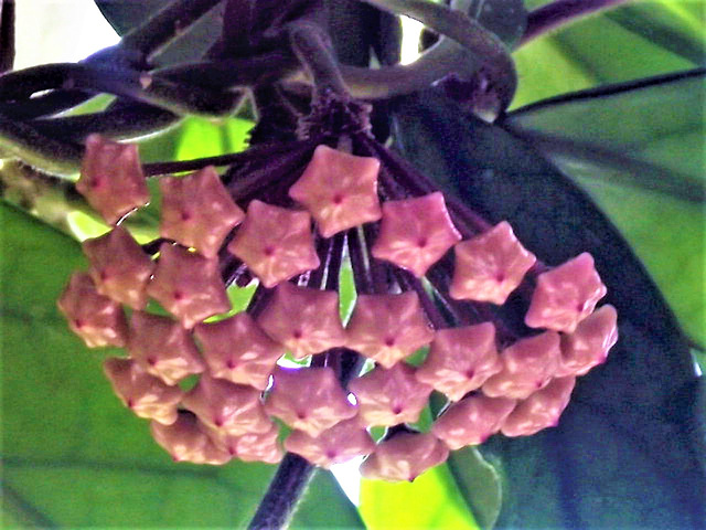 The beginnings of the hoya flower