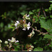 Rubus fruticosus (3)