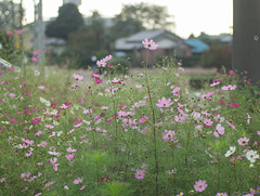 Cosmos by the roadside