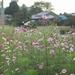 Cosmos by the roadside