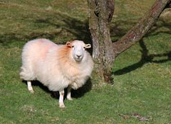 A clean sheep