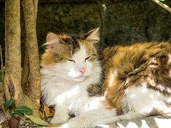 Cat of Town Corfu, Greece