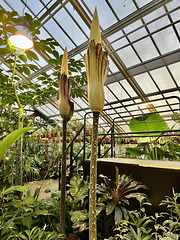 Hortus Botanicus 2023 – Flowering of two Amorphophallus Gigas