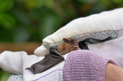 Pipistrelle Bat (2)  /  Sept 2017