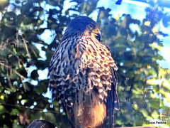Falcon.