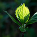 Hydrangea leaves