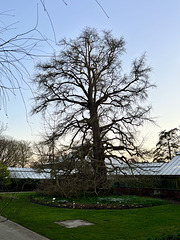 Hortus Botanicus 2023 – Tree