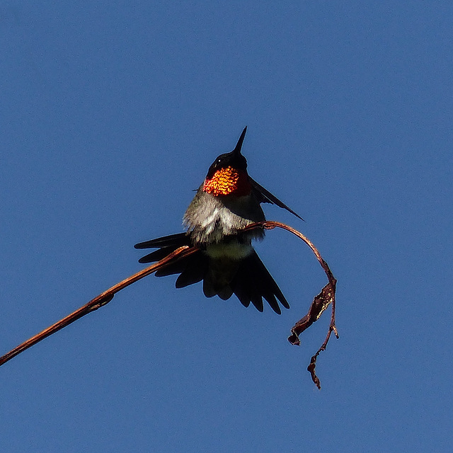 Ruby-throated Hummingbird, flashing his colour