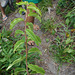 DSCN1359 - ora-pro-nóbis ou carne vegetal Pereskia aculeata, Cactaceae