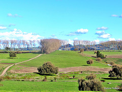 South Waikato Farmland