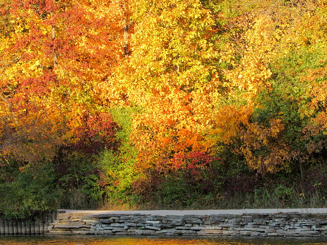 Autumn Coat of Many Colors