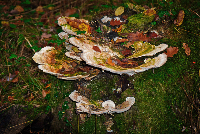 Ein Stillleben mit Waldpilzen - A Still Life with Forest Mushrooms