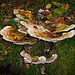 Ein Stillleben mit Waldpilzen - A Still Life with Forest Mushrooms