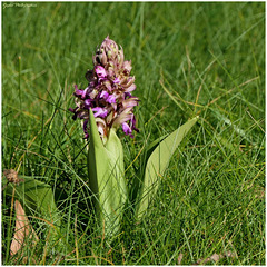 L' Orchis Géant ( Himantoglossum robertianum ) ...