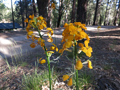 Flowers at Camp Round Meadow (2704)