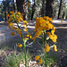 Flowers at Camp Round Meadow (2704)