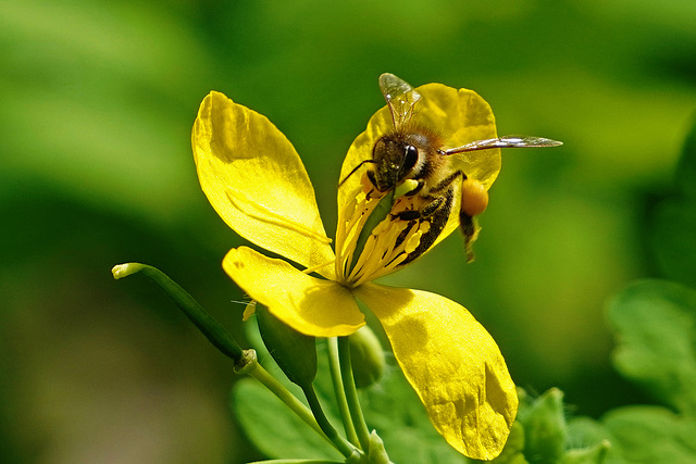 Happy World Bee Day - Weltbienentag