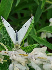 cabbage white butterfly on white salvia