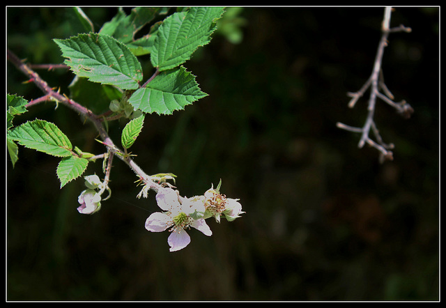 Rubus fruticosus (9)