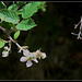 Rubus fruticosus (9)