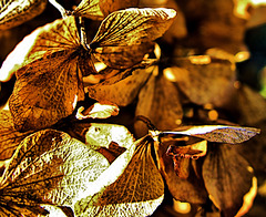 Gold Leaf 4