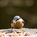 Nuthatches feeding on a table (1)