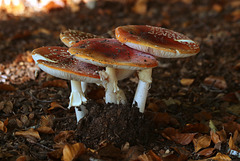 Mushrooms in a row