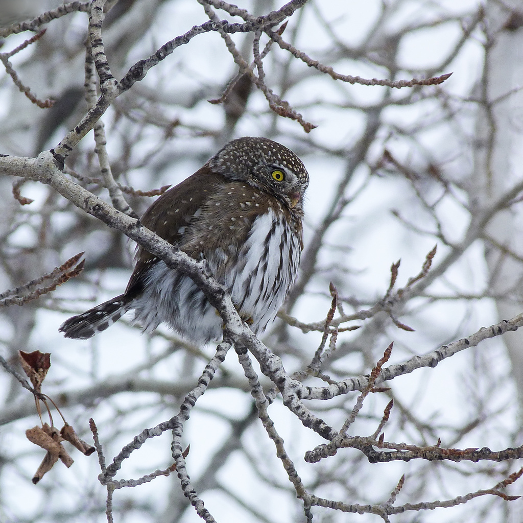 Northern Pygmy-owl from 2011