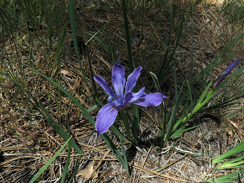 Iris (2714)