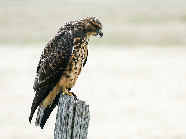 Swainson's Hawk juvenile