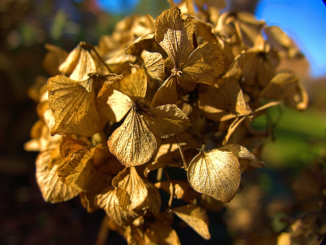 Gold Leaf 3
