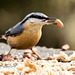 Nuthatches feeding on a table (2)