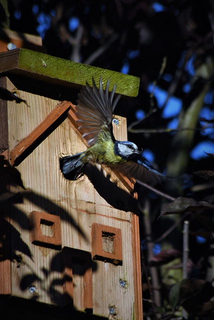 Blue Tit leaves its house