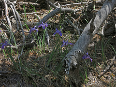 Irises (2717)