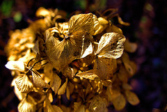 Gold Leaf 2