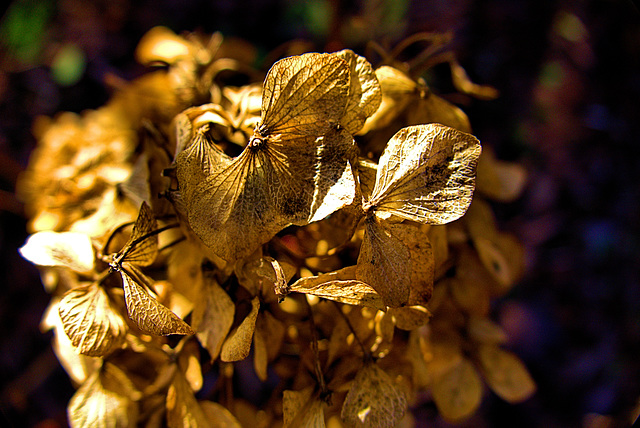 Gold Leaf 2