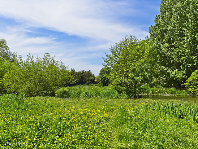 River Meon Water Meadow