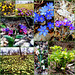 March collage of wild flowers
