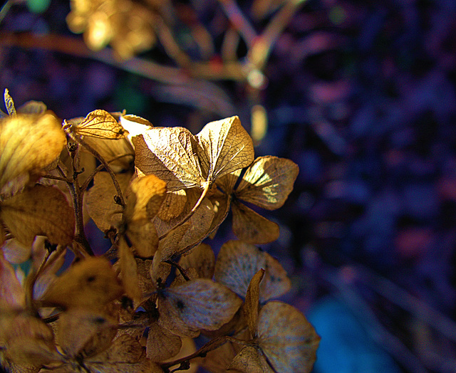 Gold Leaf 1