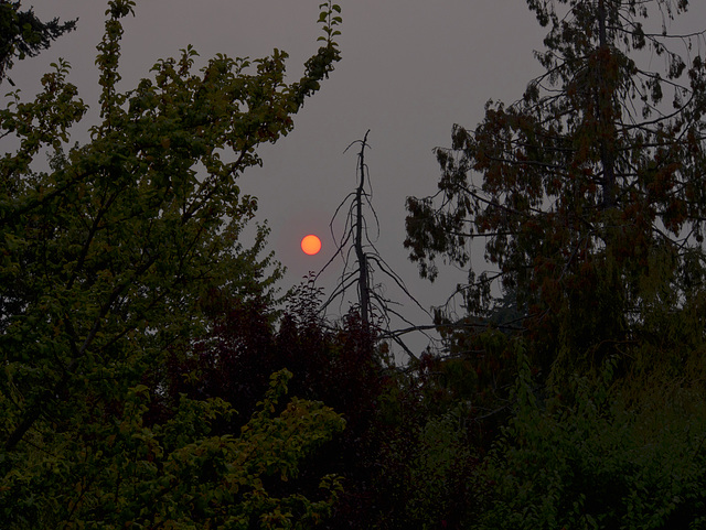 CLIMATE CHANGE SUNSET: No longer a question of "If", but now, "When" forest fires start?