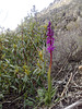 Early Purple Orchid.