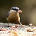 Nuthatches feeding on a table (4)
