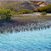 Sharm el Sheikh : Ras Mohammed - Il canale delle mangrovie