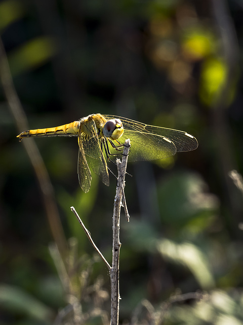 Dragonfly (3)
